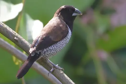 Black-faced Munia