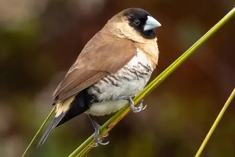 Western Alpine Mannikin