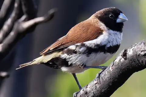 Eastern Alpine Mannikin
