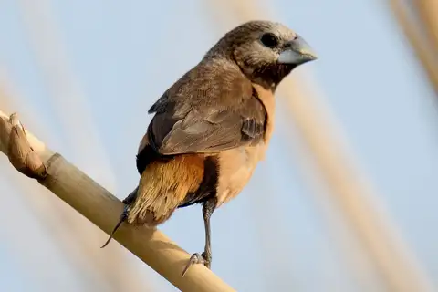 Grey-crowned Mannikin