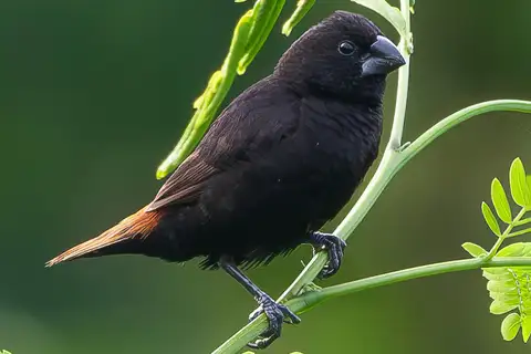 New Hanover Mannikin