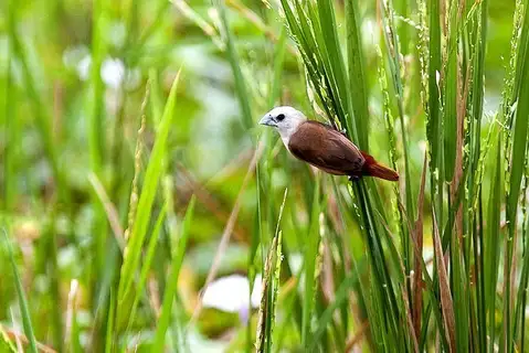 Pale-headed Munia