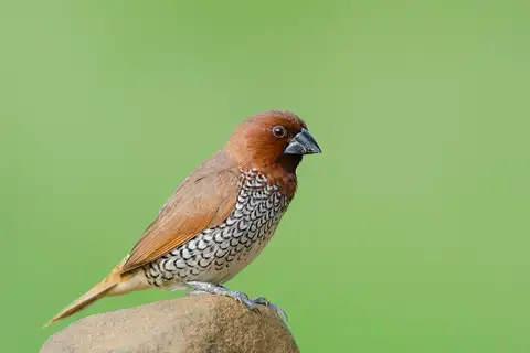 Scaly-breasted Munia