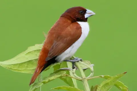 Five-colored Munia
