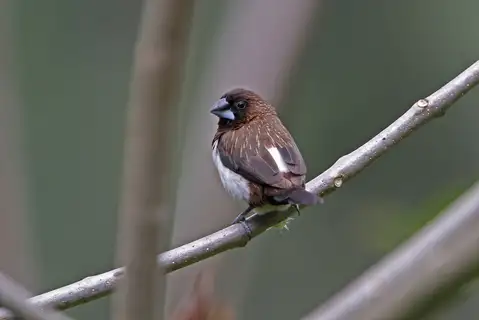 White-rumped Munia
