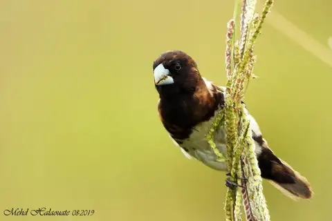 Black-breasted Mannikin
