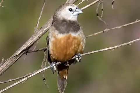 Grey-banded Mannikin