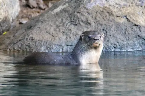 Northern Neotropical River Otter