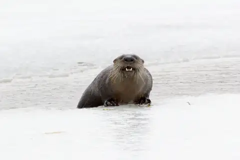 North American River Otter