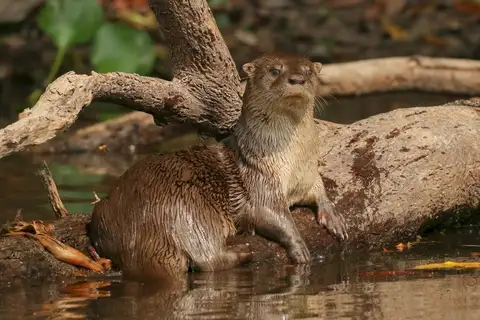 Central Neotropical River Otter