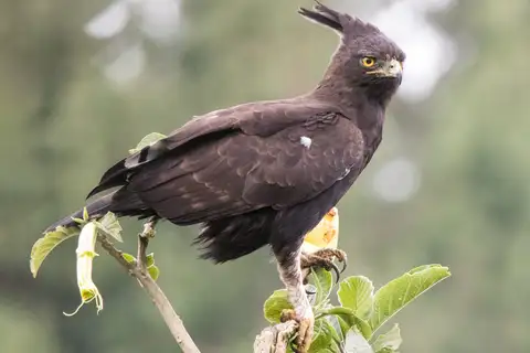 Long-crested Eagle