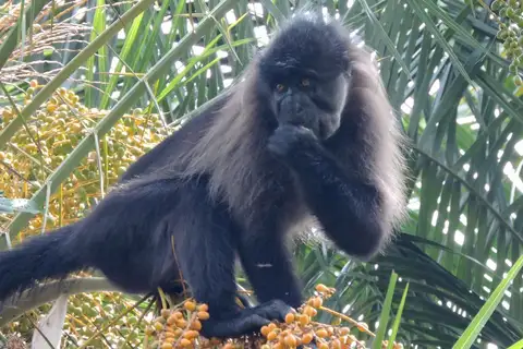 grey-mantled grey-cheeked mangabey