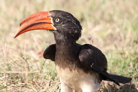 Crowned Hornbill