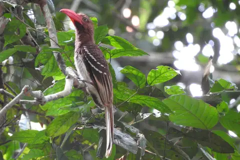 Red-billed Dwarf Hornbill