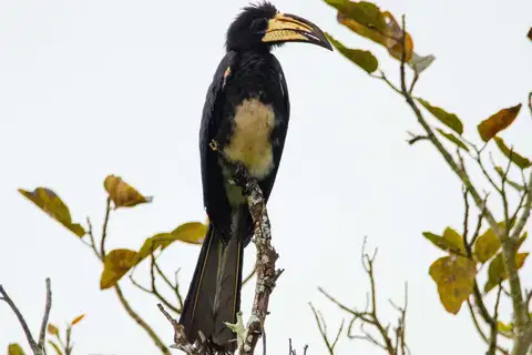 Congo Pied Hornbill