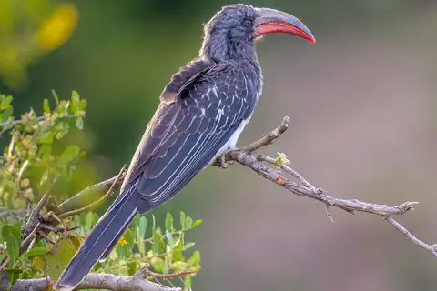 Hemprich's Hornbill