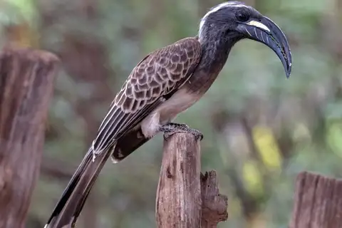 African Grey Hornbill