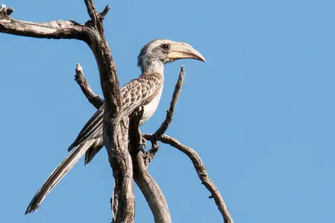 Pale-billed Hornbill