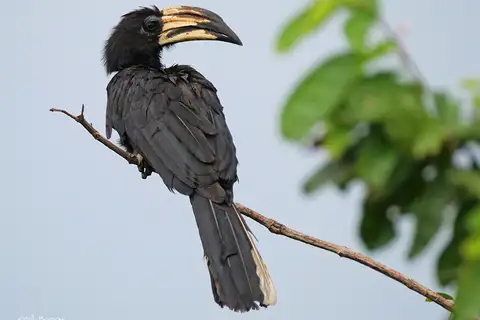 West African Pied Hornbill