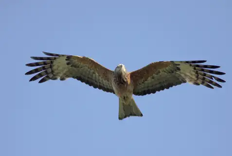 Square-tailed Kite
