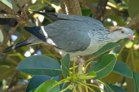 Topknot Pigeon