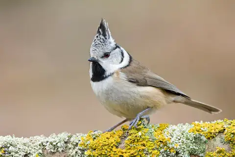 Crested Tit