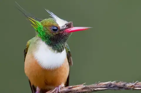 White-crested Coquette