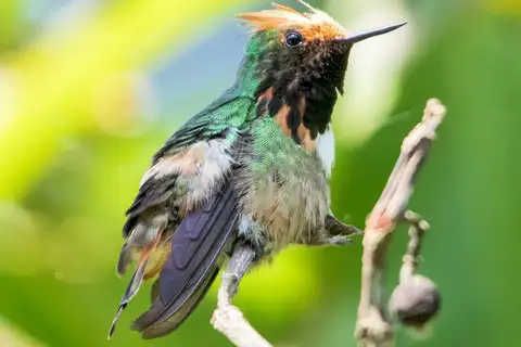 Short-crested Coquette
