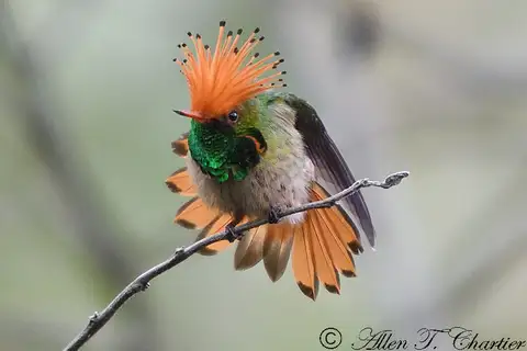 Rufous-crested Coquette