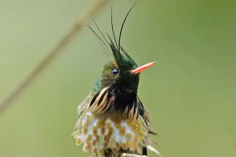 Black-crested Coquette