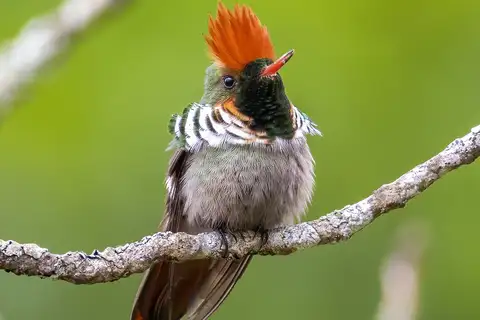 Frilled Coquette
