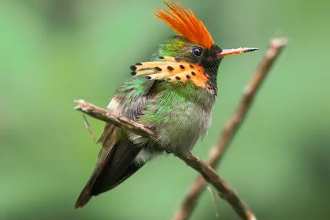 Tufted Coquette