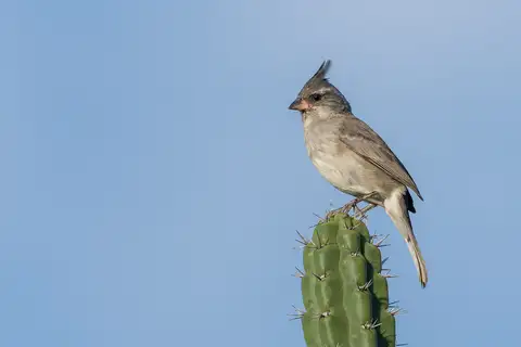 Grey-crested Finch