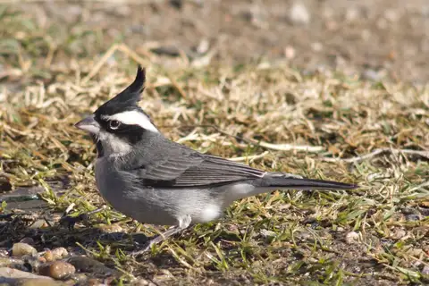 Black-crested Finch