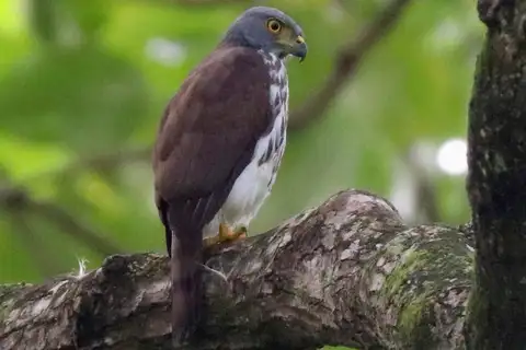 Sulawesi Goshawk