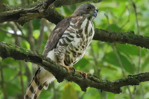 Crested Goshawk