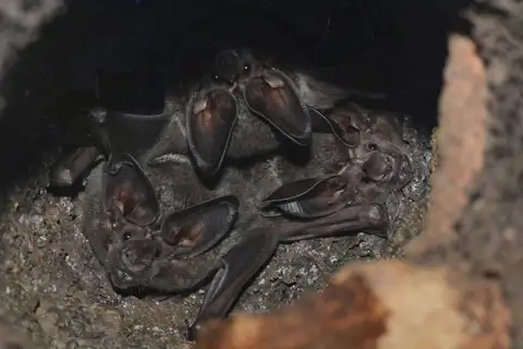 White-throated Round-eared Bat