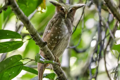 Crested Owl