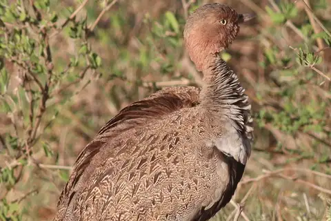 Buff-crested Bustard