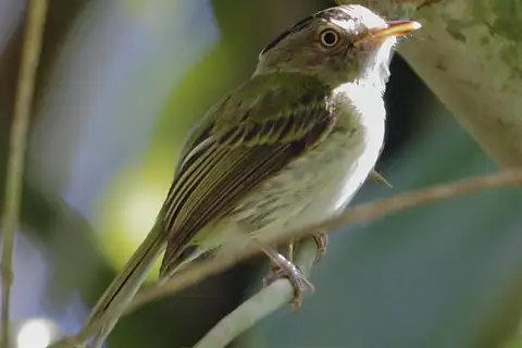 Long-crested Pygmy Tyrant