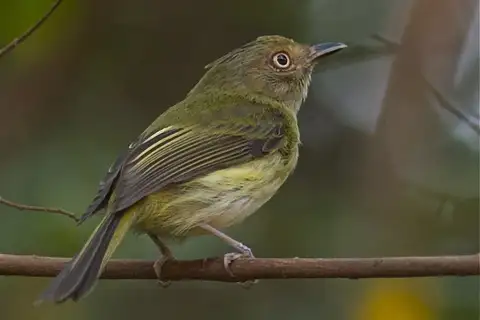 Helmeted Pygmy Tyrant