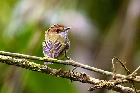 Scale-crested Pygmy Tyrant