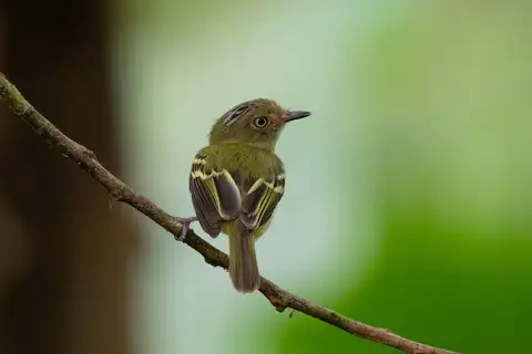 Double-banded Pygmy Tyrant