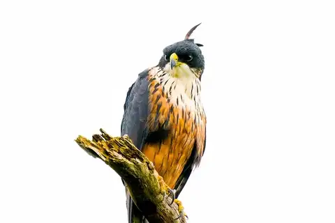 Rufous-bellied Eagle