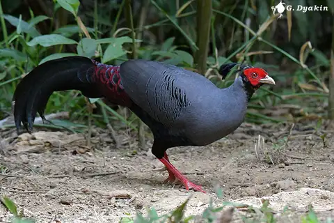 Siamese Fireback