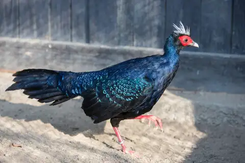 Edwards's Pheasant