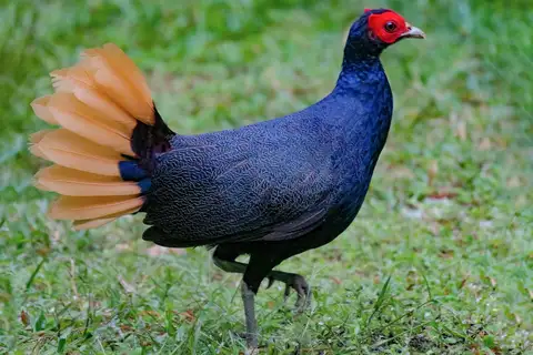 Malayan Crestless Fireback
