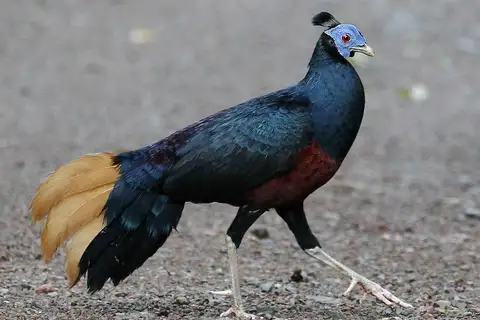 Bornean Crested Fireback