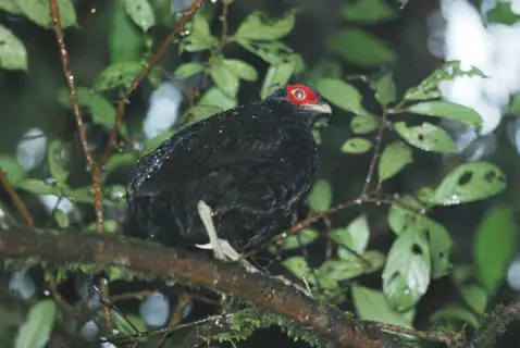 Salvadori's Pheasant