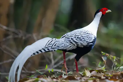 Silver Pheasant